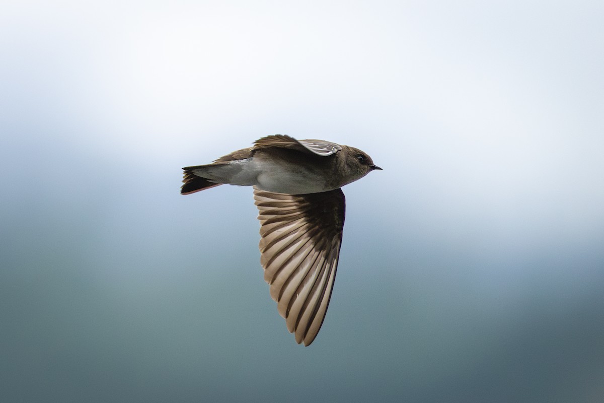 Northern Rough-winged Swallow - ML636127223