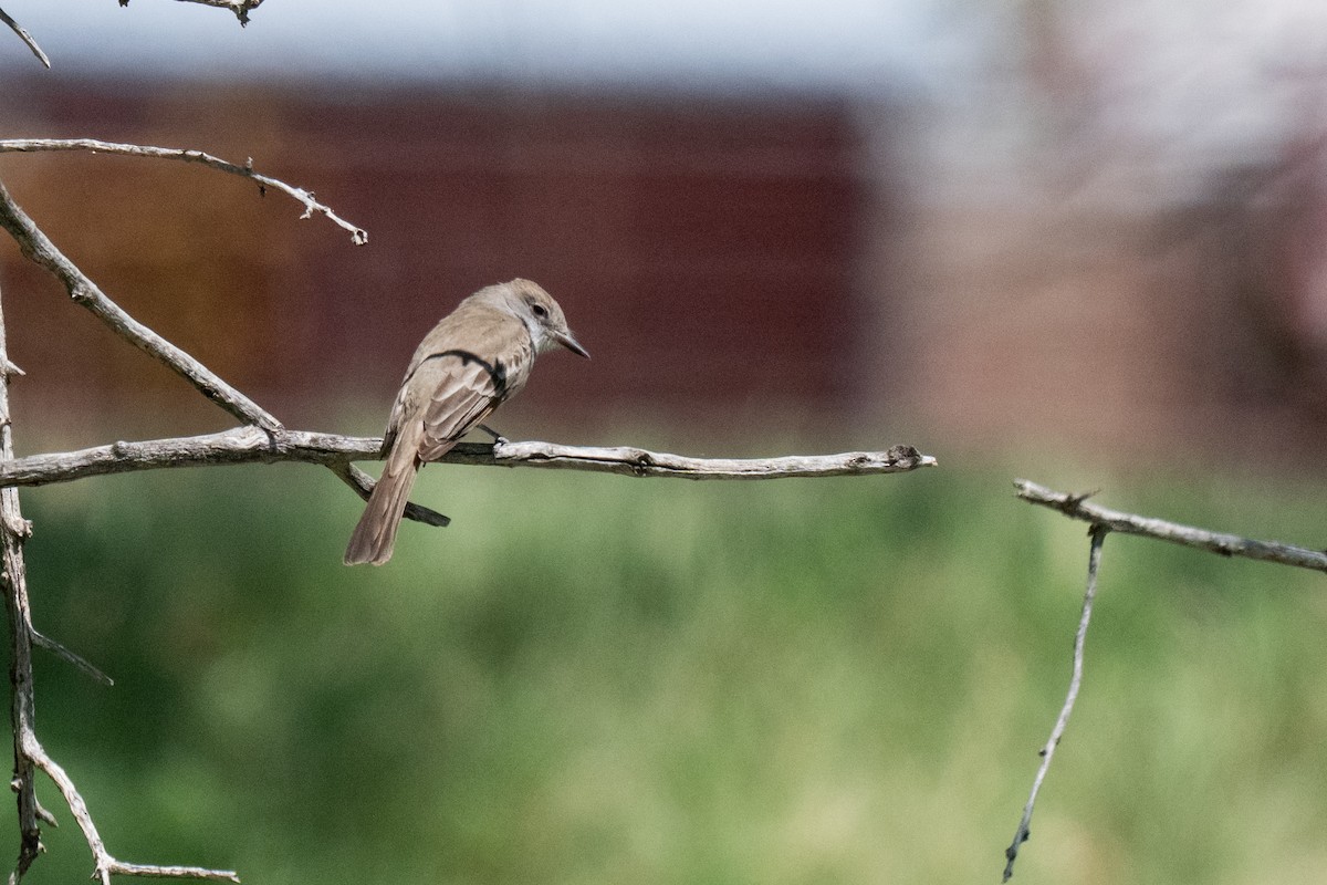 Ash-throated Flycatcher - ML636127267