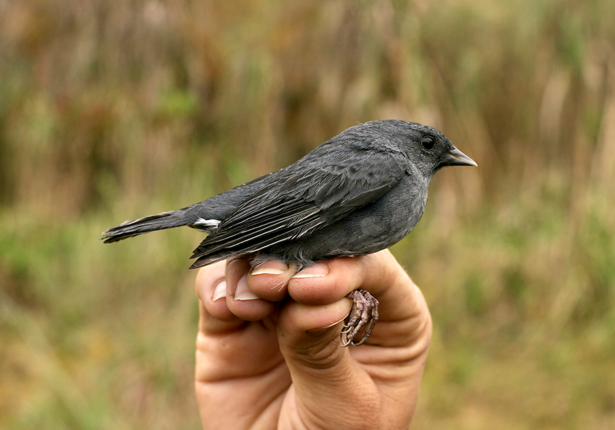 Slaty Finch - ML636127340