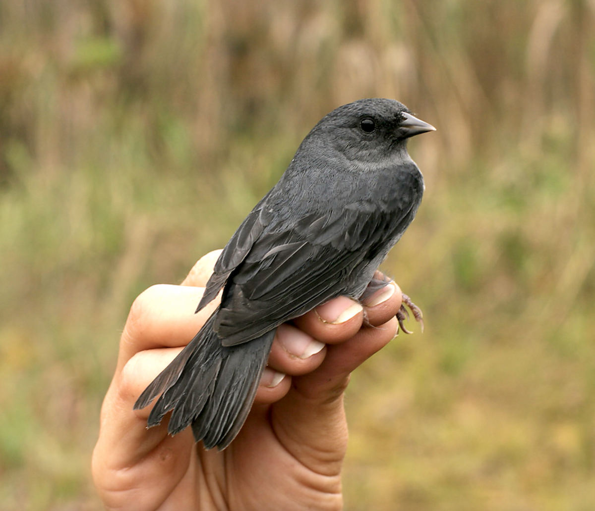 Slaty Finch - ML636127341