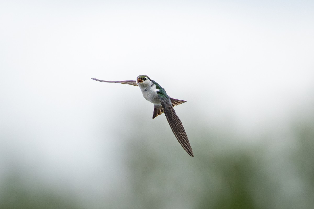 Violet-green Swallow - ML636127390