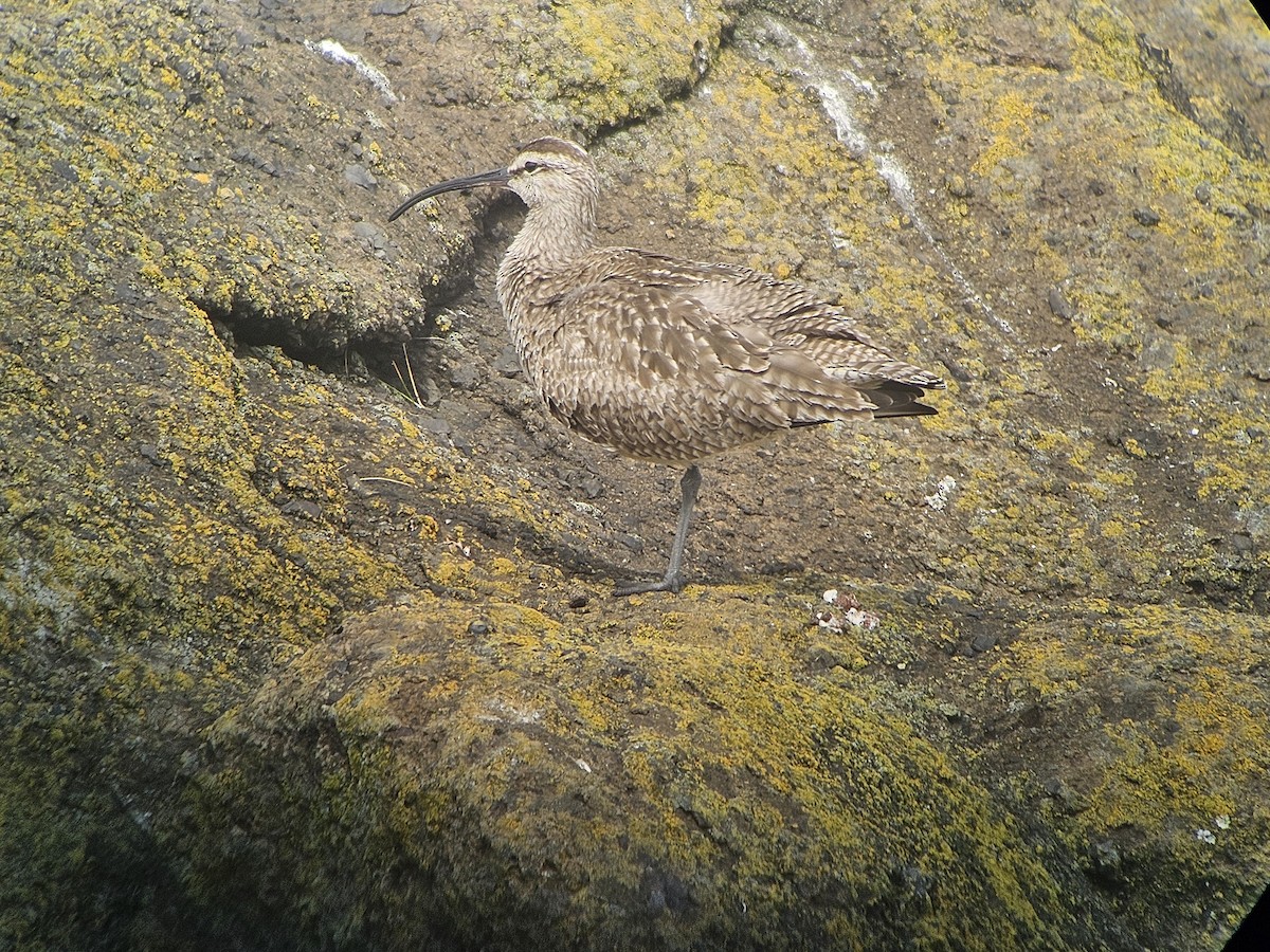 Hudsonian Whimbrel - ML636127394