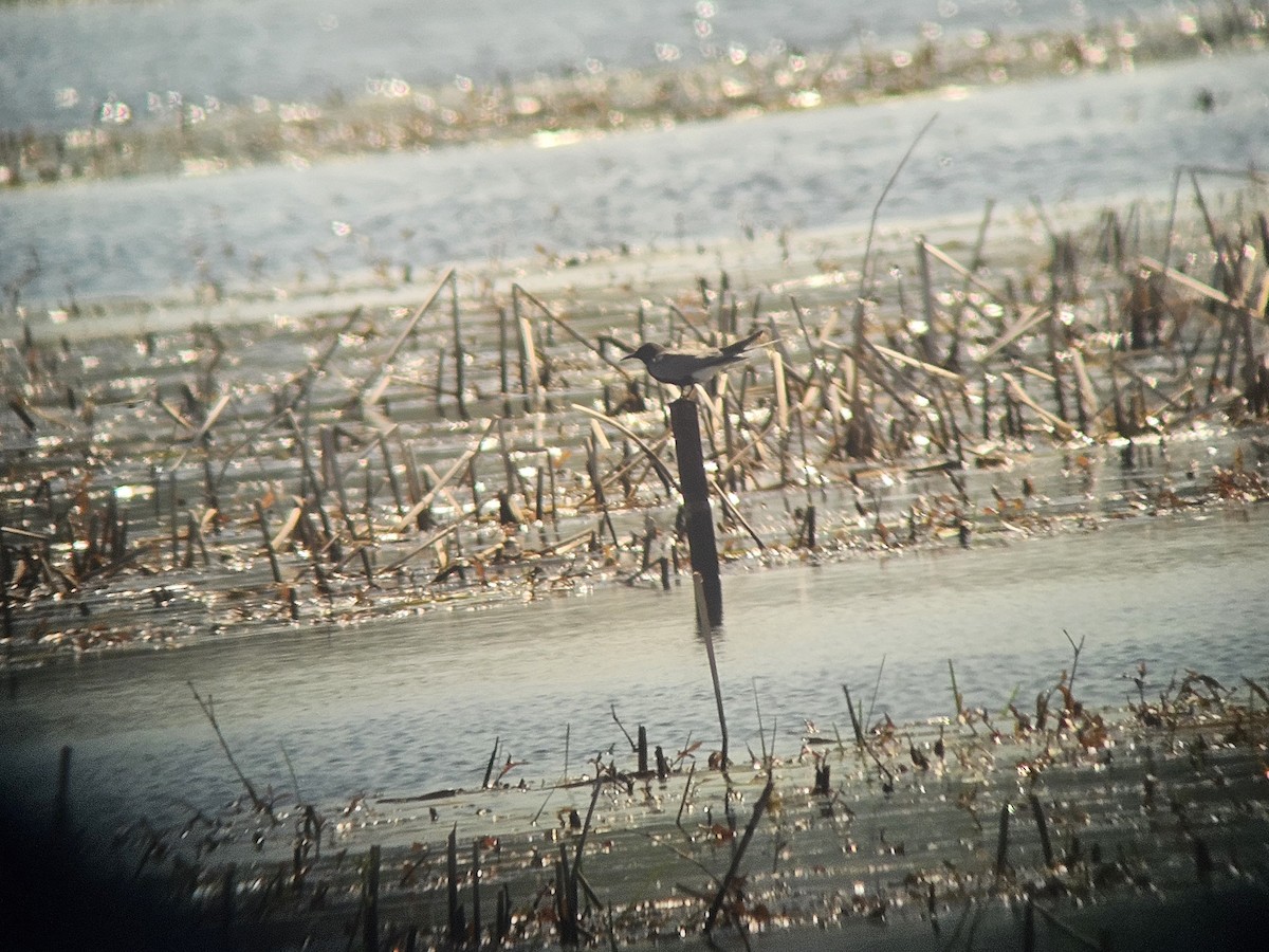 Black Tern - ML636127638