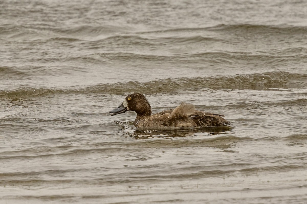 Greater Scaup - ML636127714