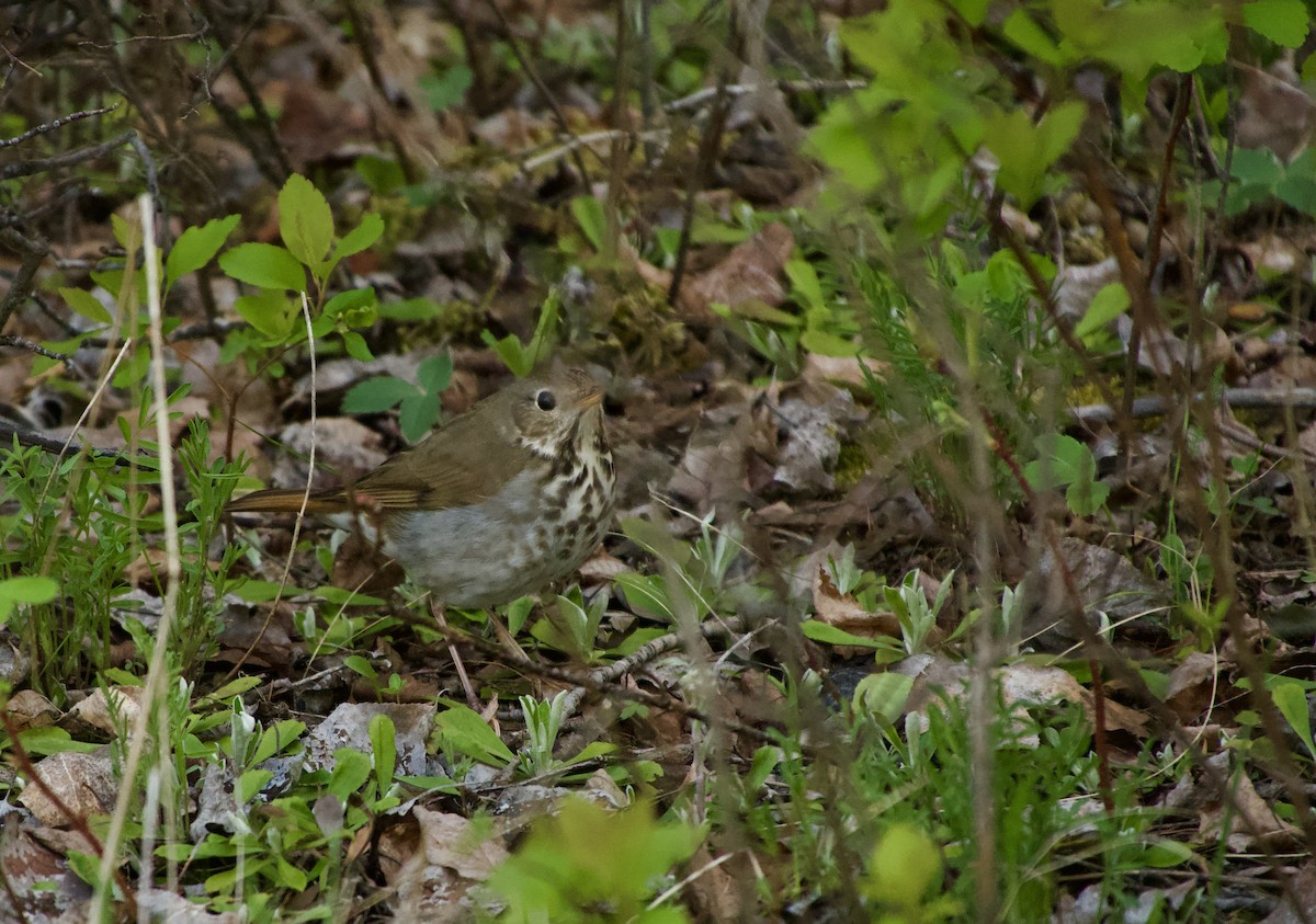 Hermit Thrush - ML636127763