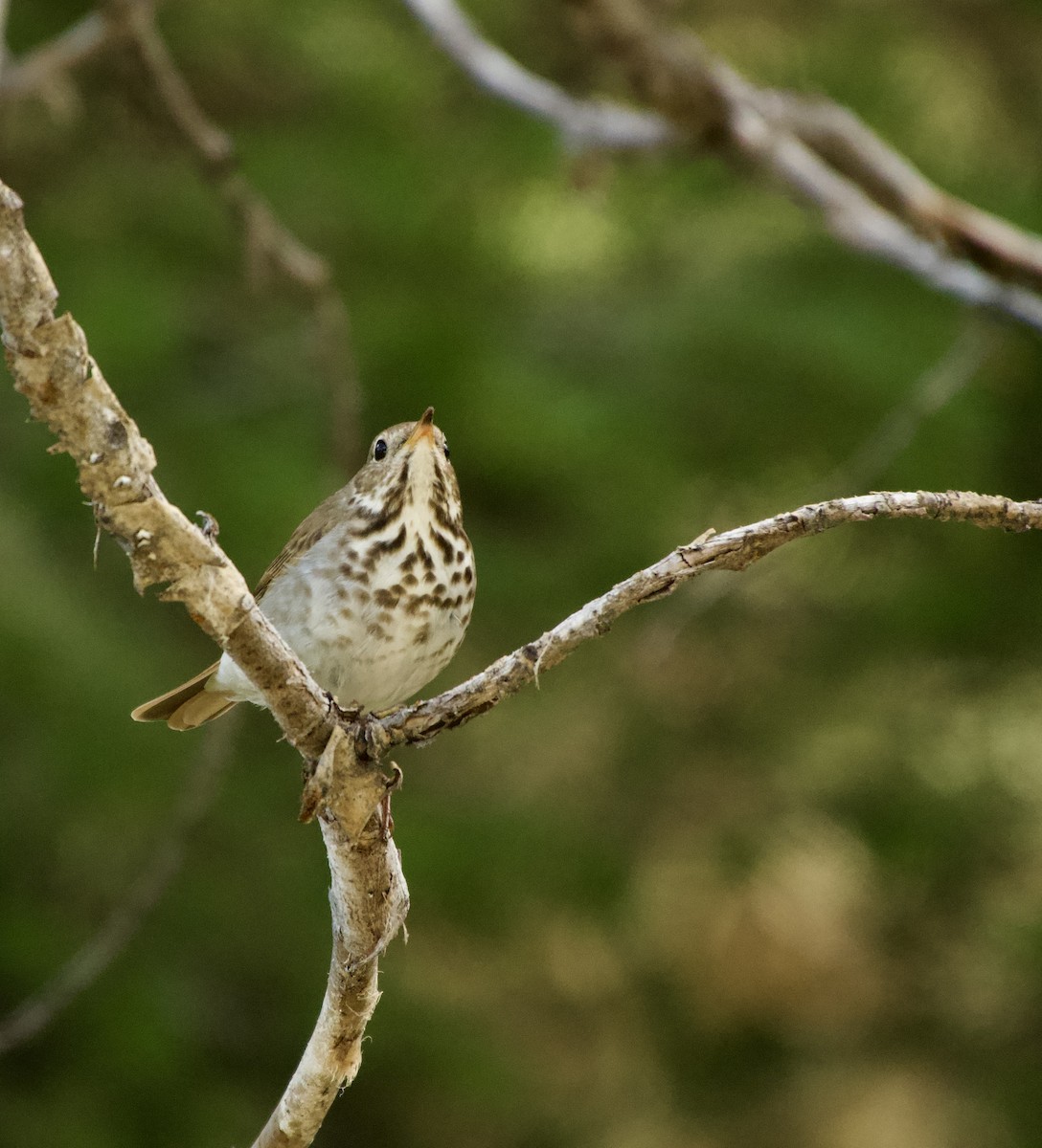 Hermit Thrush - ML636127798