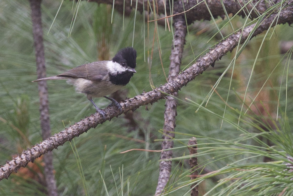 Black-bibbed Tit - ML636127916