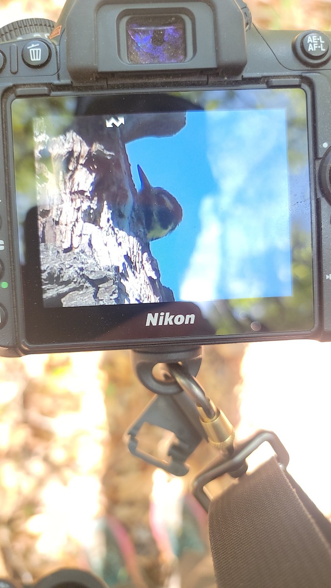 Arizona Woodpecker - ML636127919