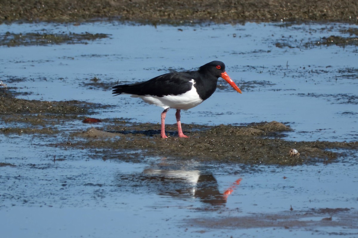 Pied Oystercatcher - ML636127957