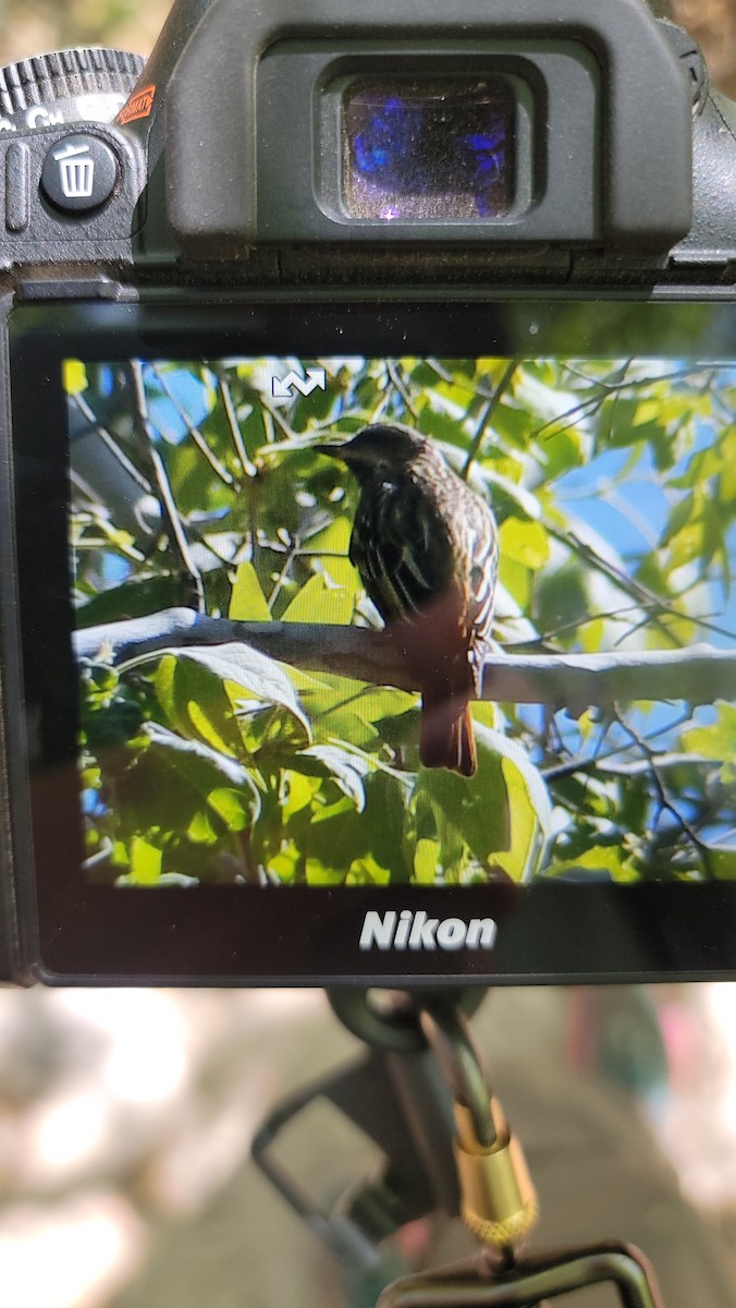 Sulphur-bellied Flycatcher - ML636127967