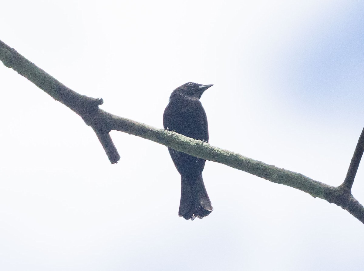 Shiny Cowbird - ML636128177