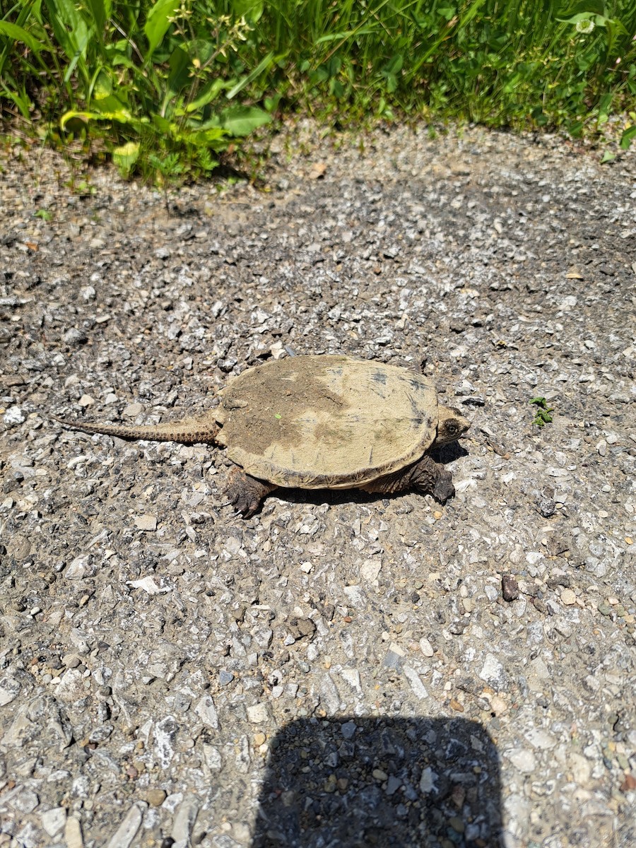 Animals - ML636128233