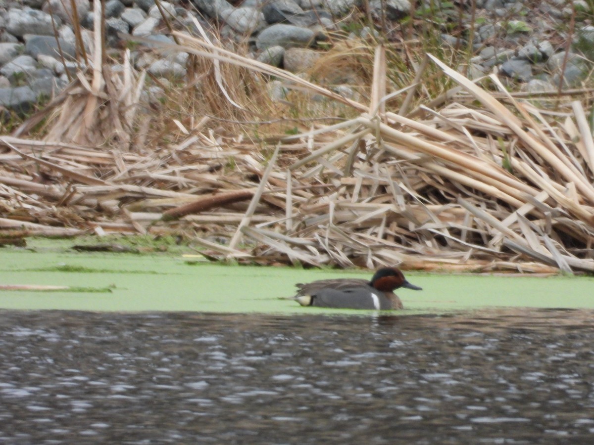 Green-winged Teal - ML636128271