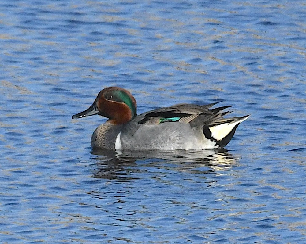 Green-winged Teal (American) - ML636128405