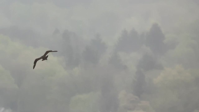 Págalo Parásito - ML636128422