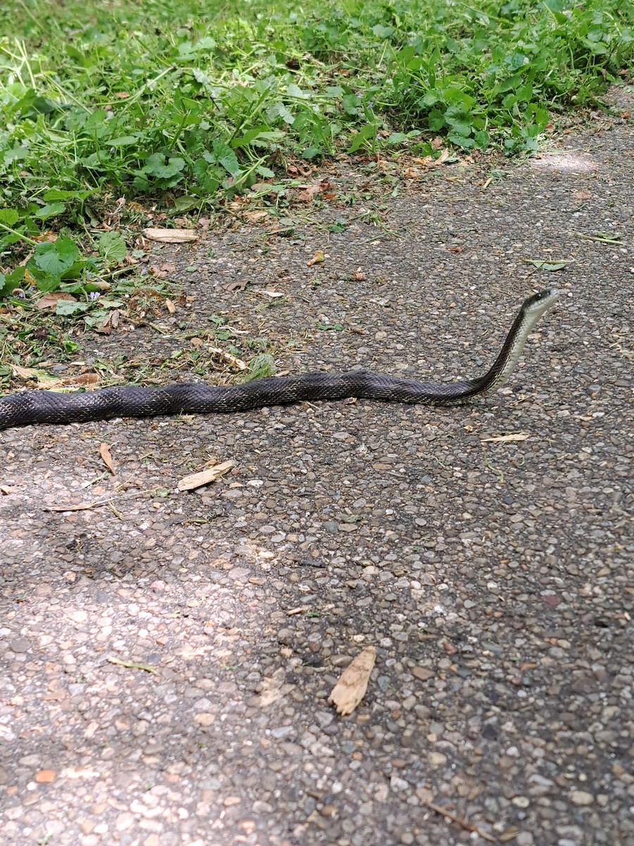 Animals - ML636128454