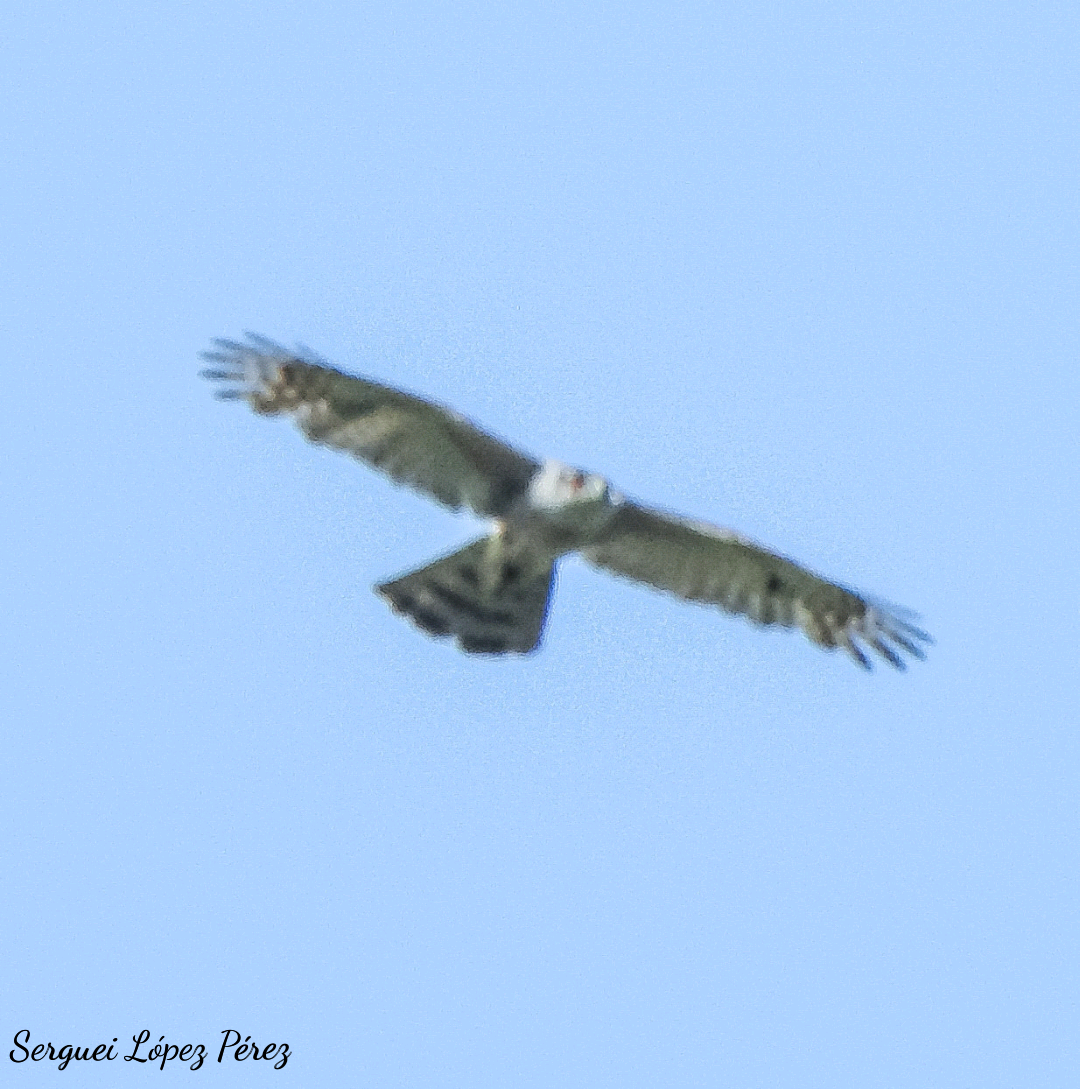 Gundlach's Hawk - ML636128507
