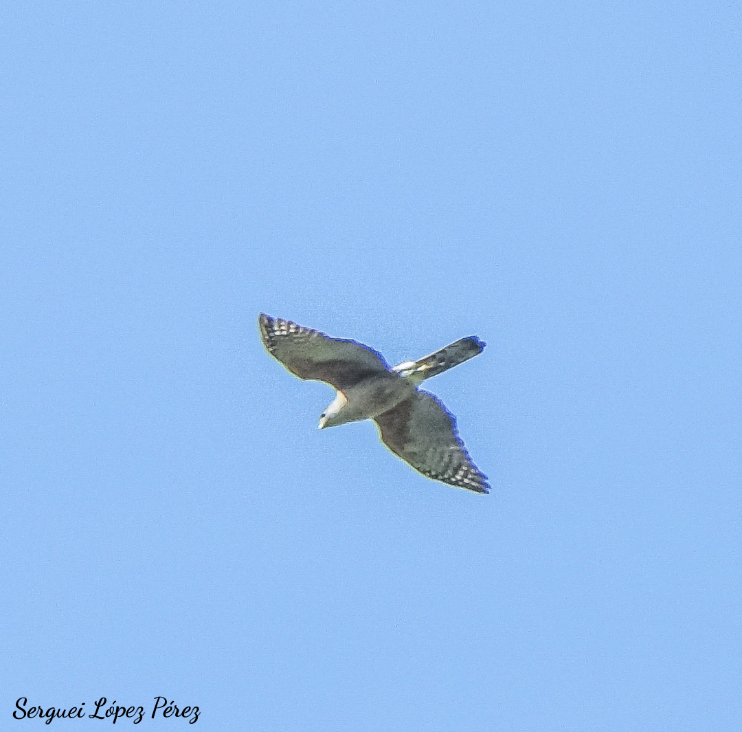 Gundlach's Hawk - ML636128515