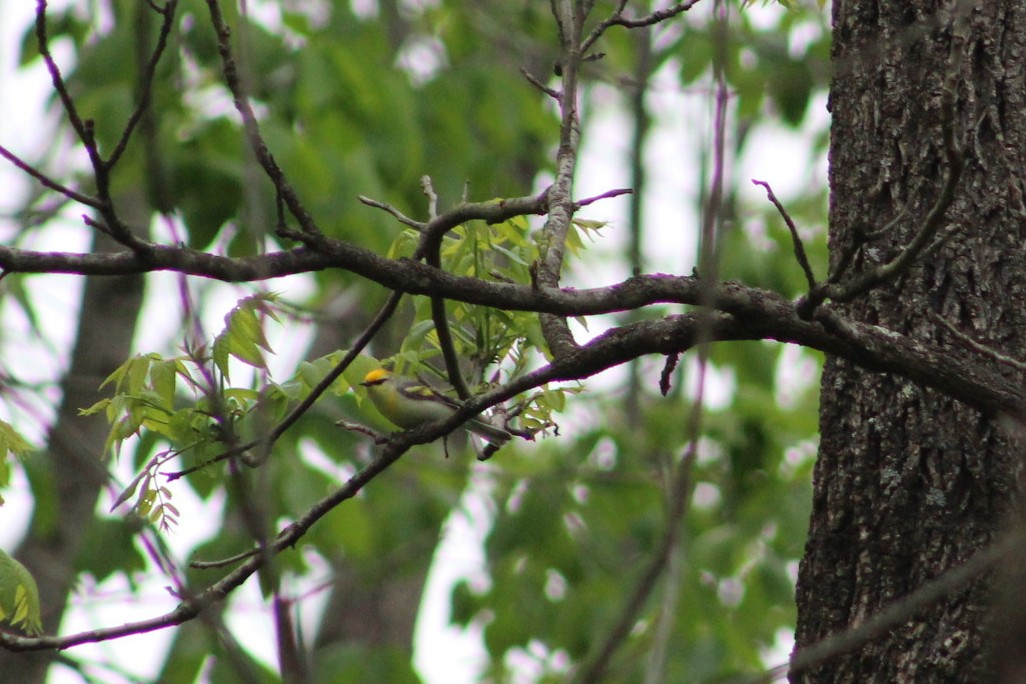 Golden-winged x Blue-winged Warbler (hybrid) - ML636128520
