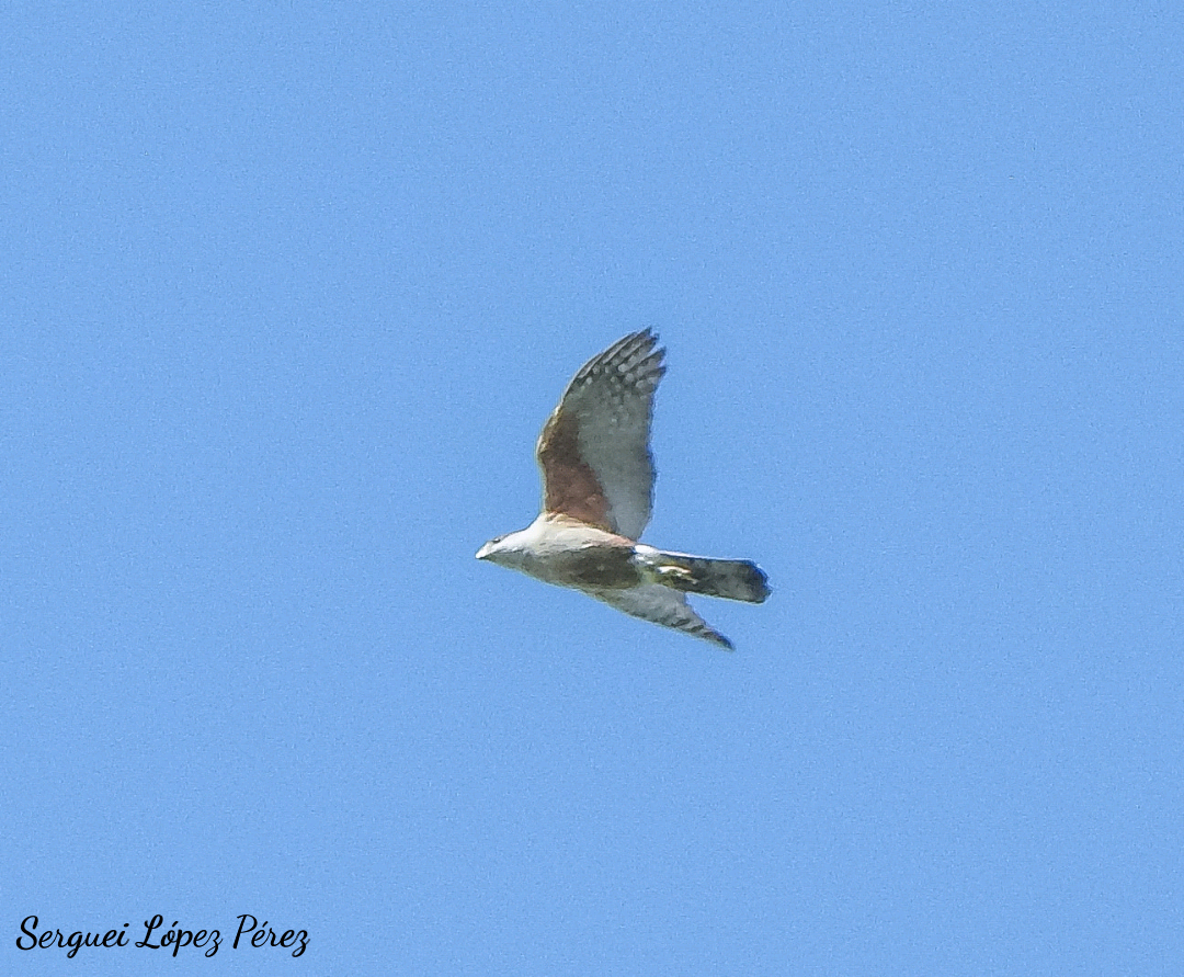 Gundlach's Hawk - ML636128521