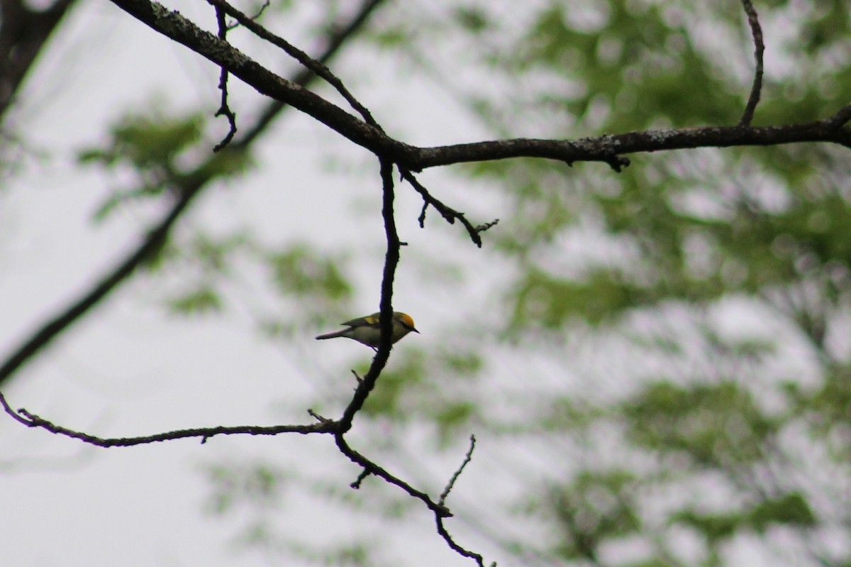 Golden-winged x Blue-winged Warbler (hybrid) - ML636128524