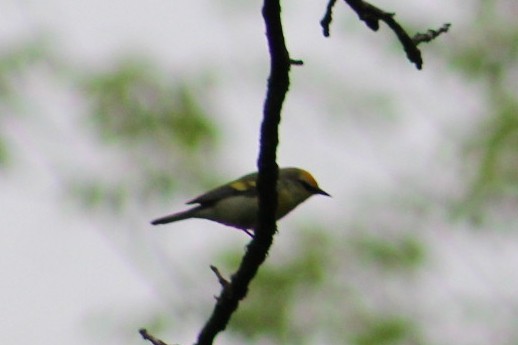 Golden-winged x Blue-winged Warbler (hybrid) - ML636128526
