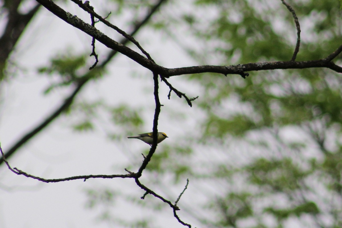 Golden-winged x Blue-winged Warbler (hybrid) - ML636128527
