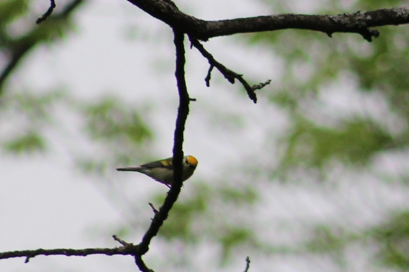 Golden-winged x Blue-winged Warbler (hybrid) - ML636128528