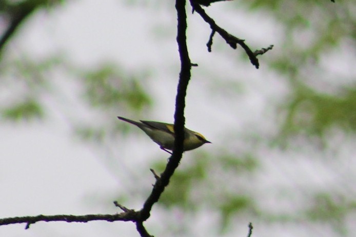 Golden-winged x Blue-winged Warbler (hybrid) - ML636128529