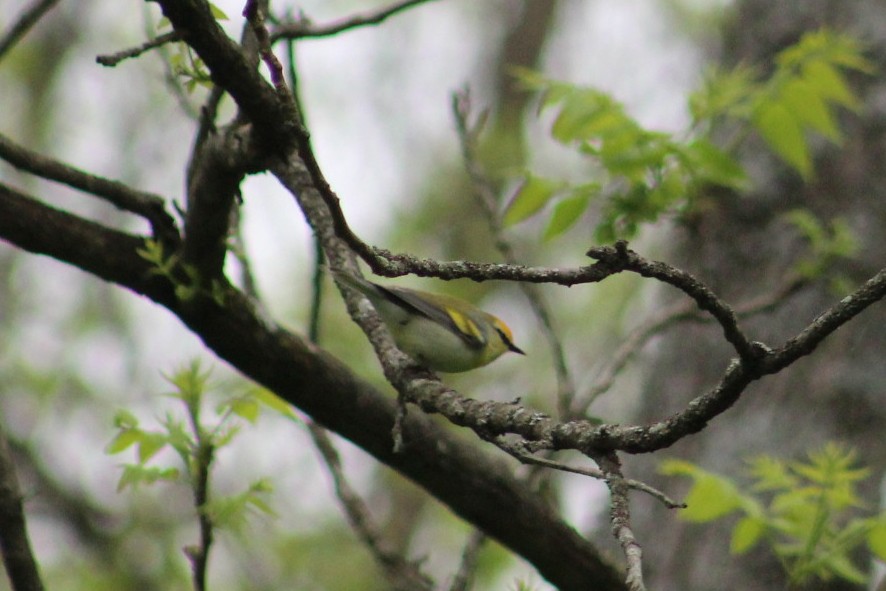 Golden-winged x Blue-winged Warbler (hybrid) - ML636128530