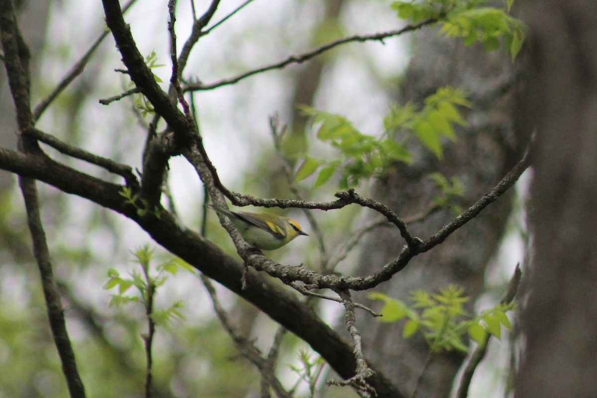 Golden-winged x Blue-winged Warbler (hybrid) - ML636128532