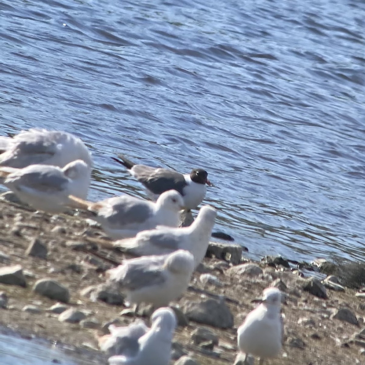 Laughing Gull - ML636128533