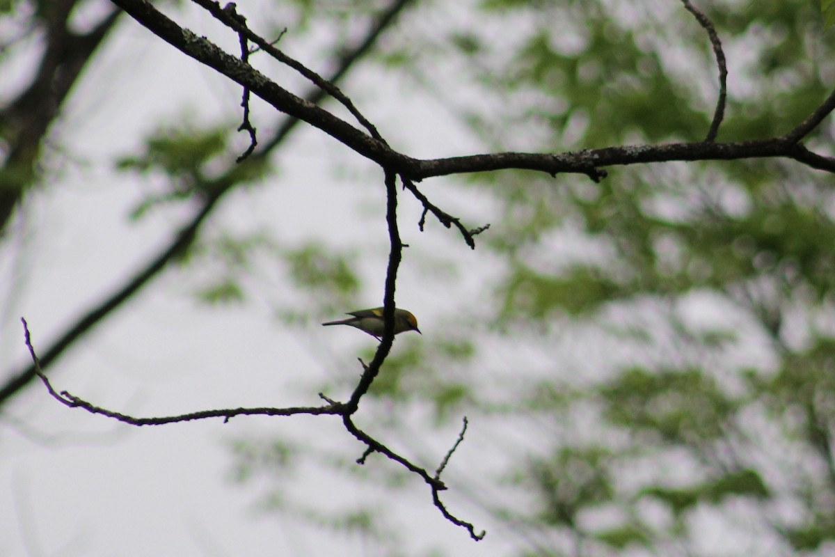 Golden-winged x Blue-winged Warbler (hybrid) - ML636128535