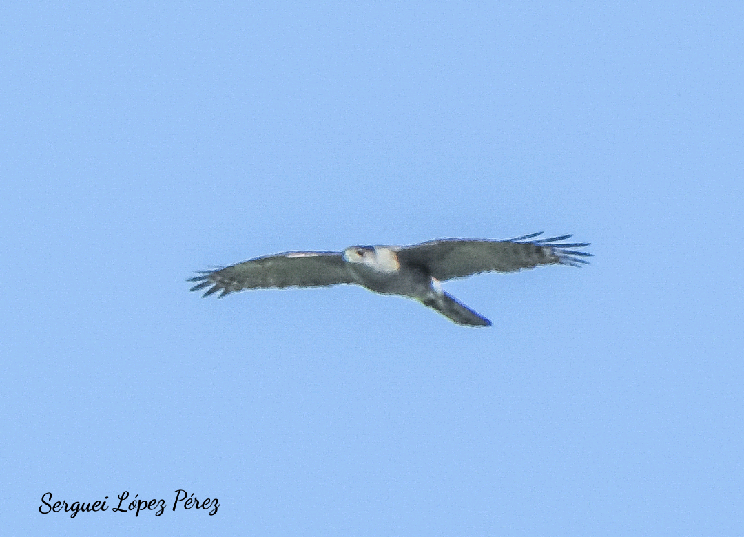 Gundlach's Hawk - ML636128540