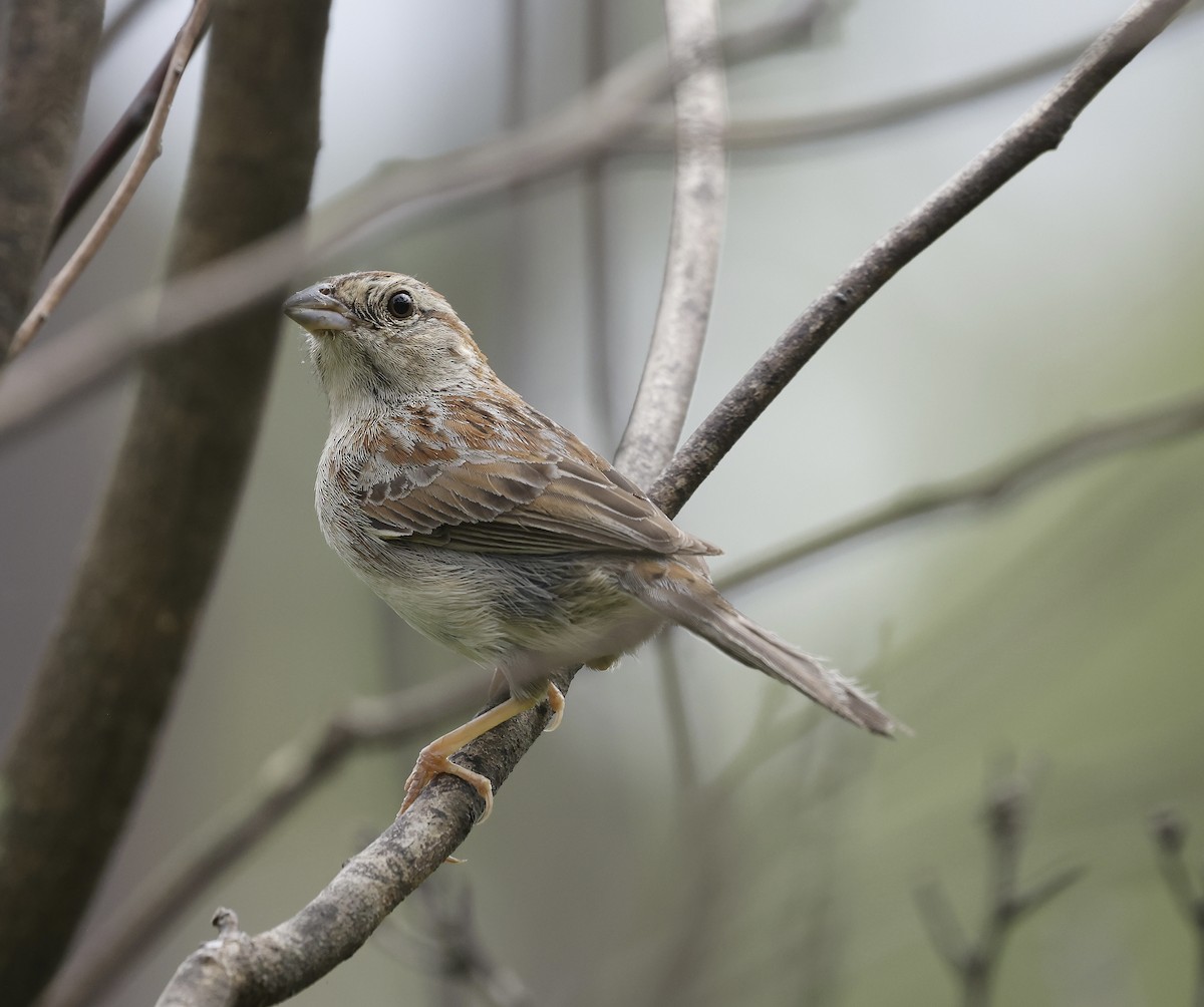 Bachman's Sparrow - ML636128741