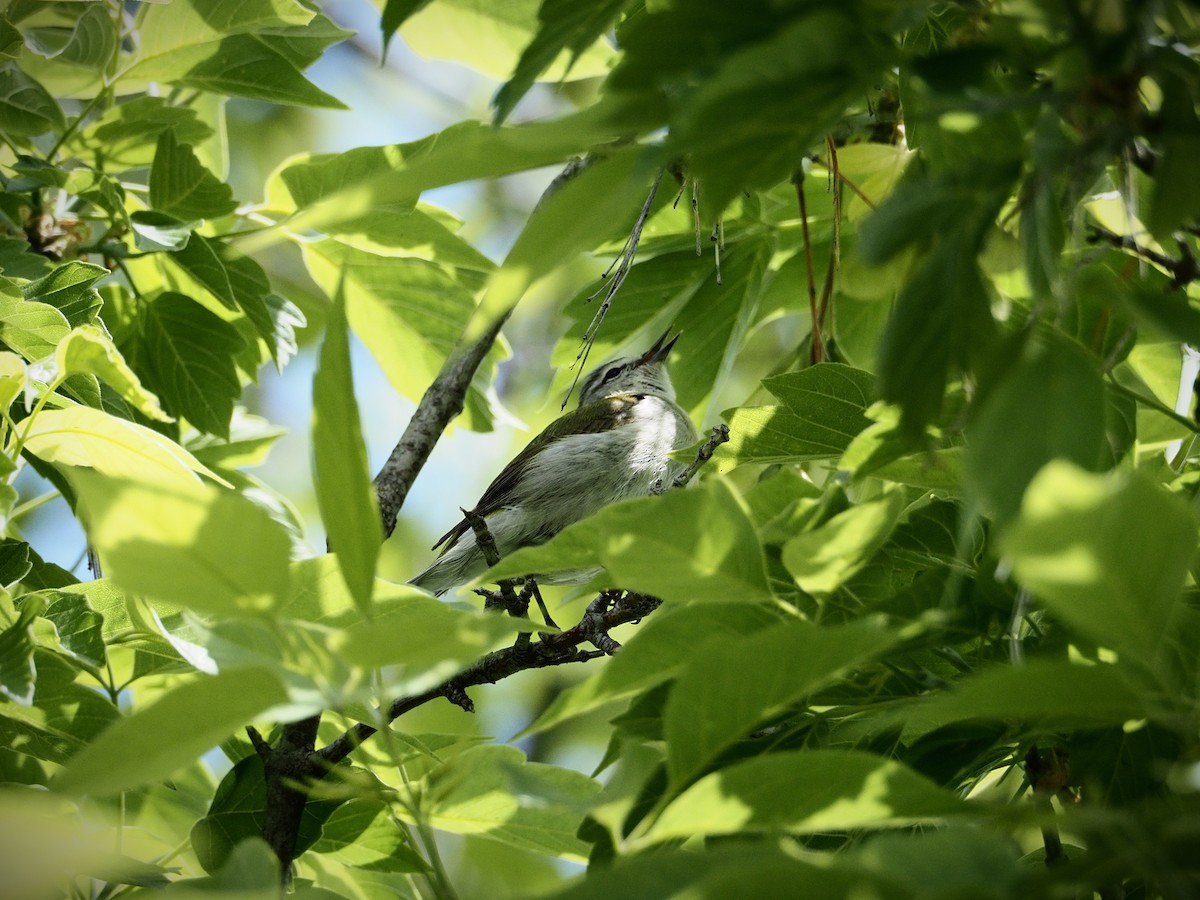 Tennessee Warbler - ML636128820