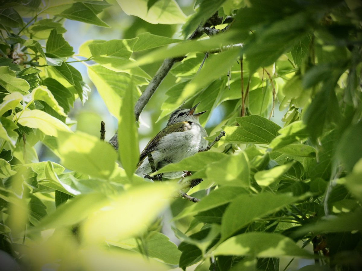 Tennessee Warbler - ML636128822