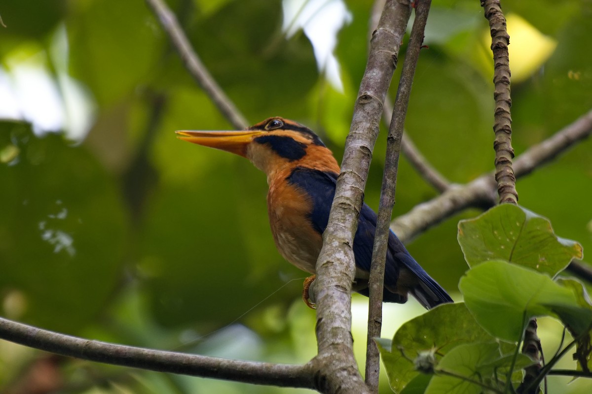 Rufous-collared Kingfisher - ML636128850