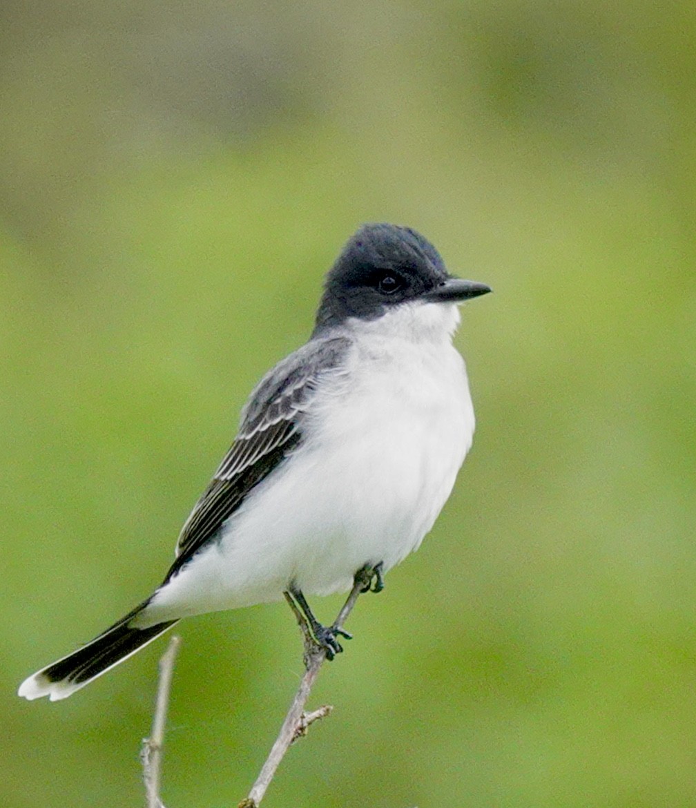 Eastern Kingbird - ML636128859
