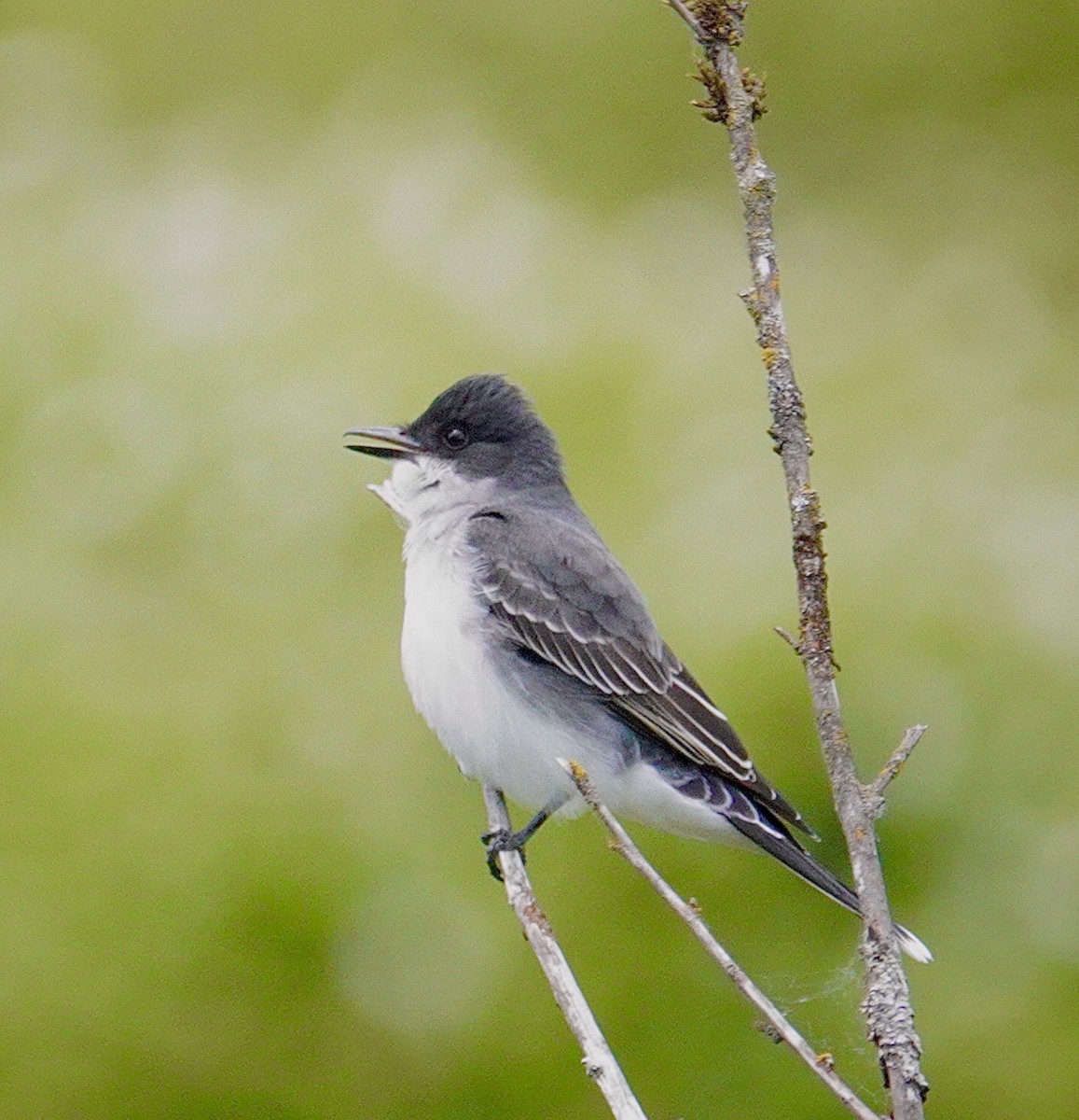Eastern Kingbird - ML636128877