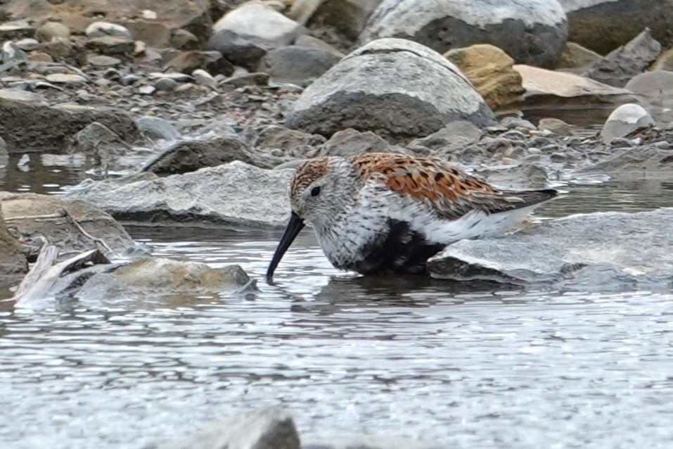 Bécasseau variable - ML636128889
