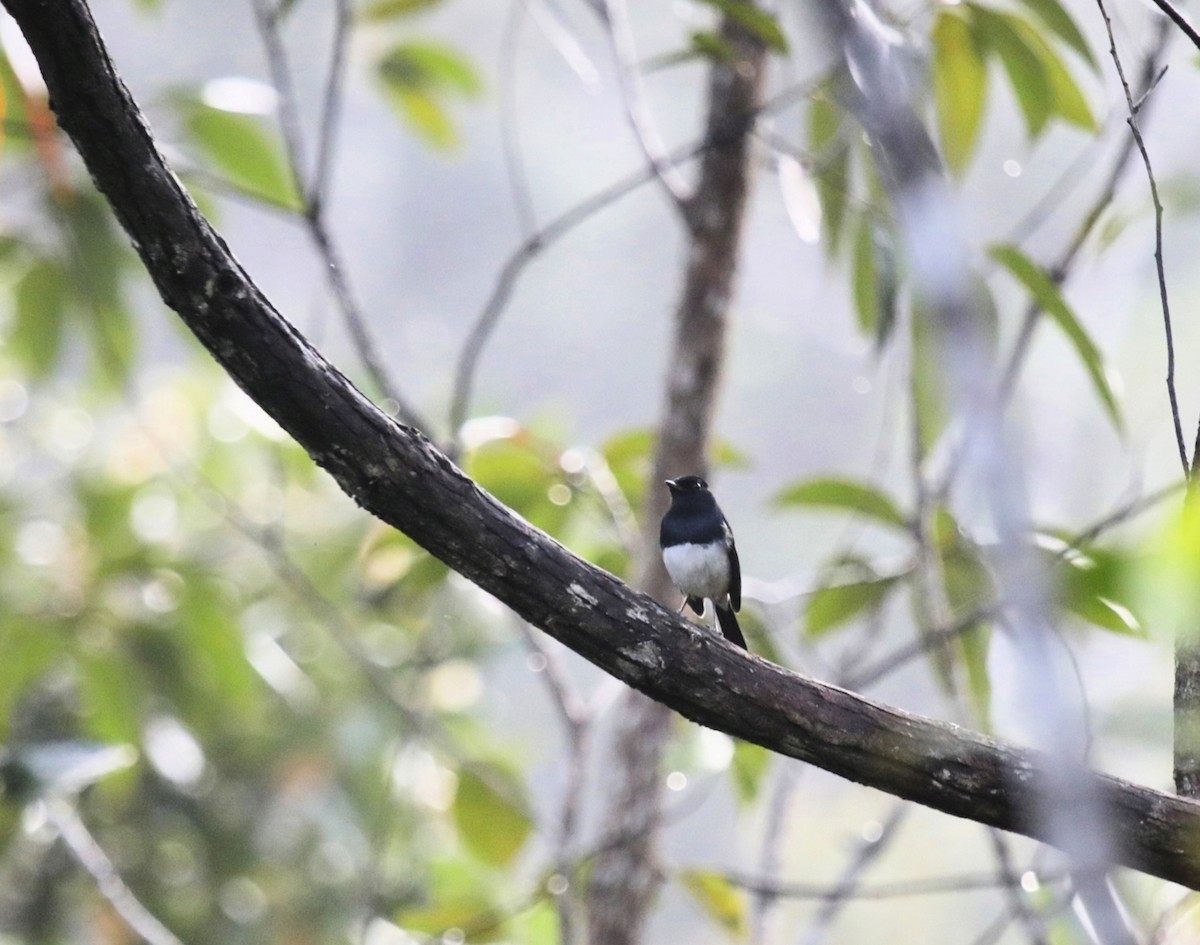 Madagascar Magpie-Robin - ML636128933