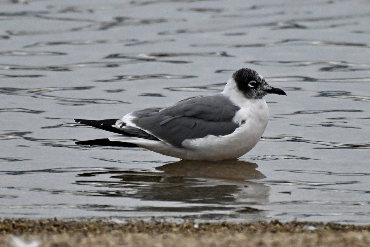 弗氏鷗 - ML636128959