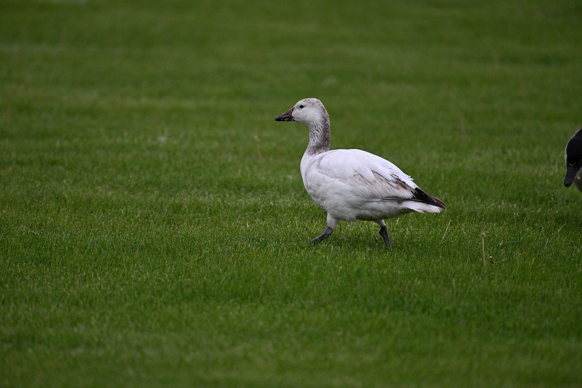 Snow Goose - ML636128988