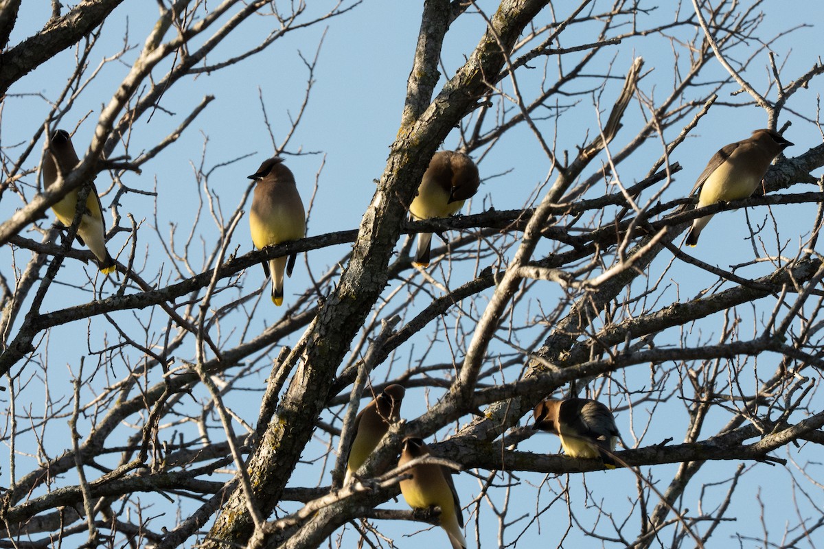 Cedar Waxwing - ML636129033