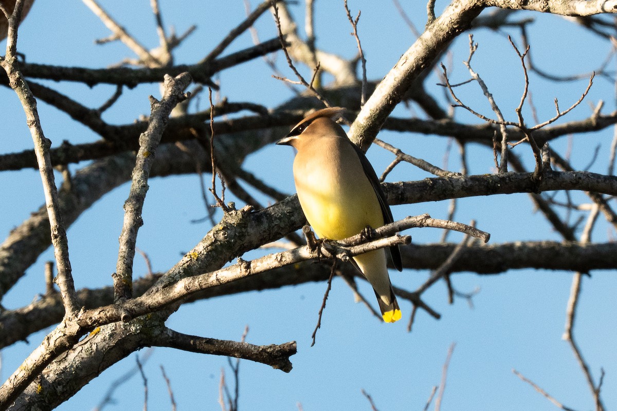 Cedar Waxwing - ML636129034