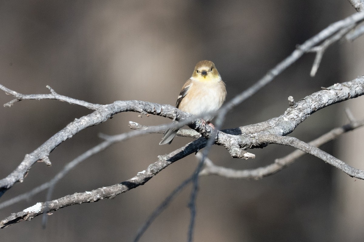 American Goldfinch - ML636129131