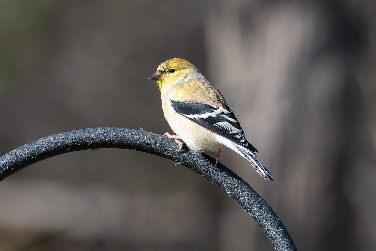 American Goldfinch - ML636129132