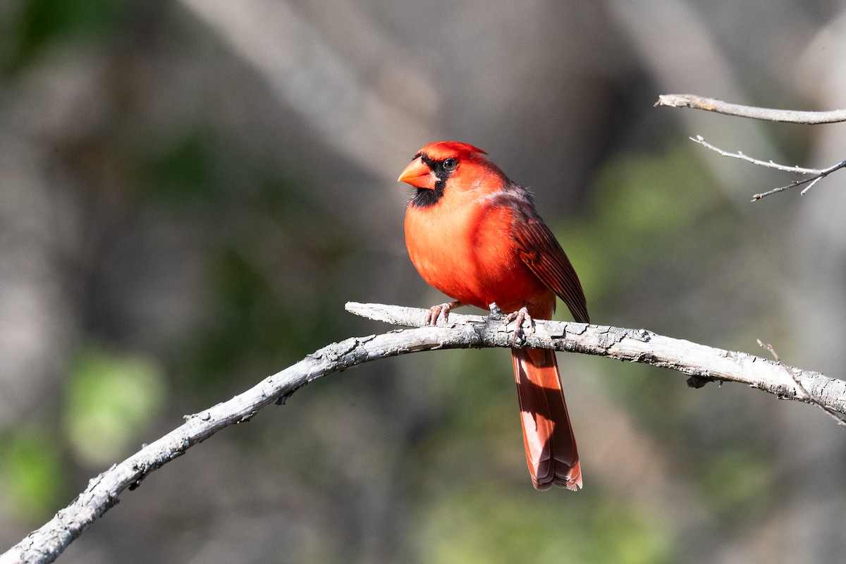 Northern Cardinal - ML636129183