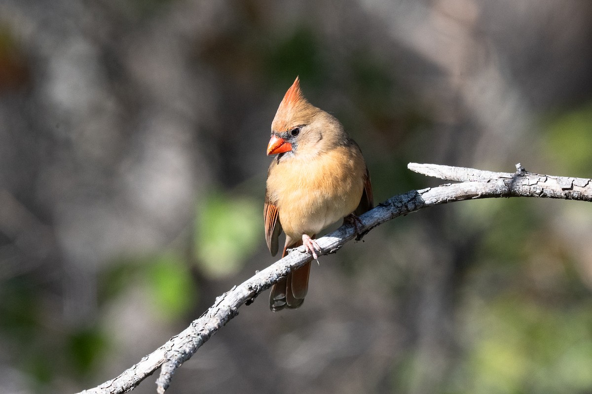 Northern Cardinal - ML636129184